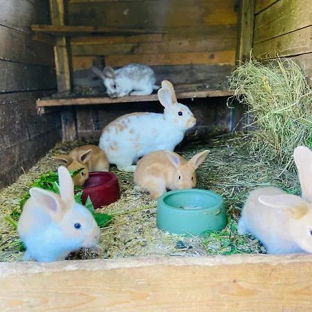 Appartamento Alte Wildmeisterei - Gartenblick Neuhaus am Rennweg