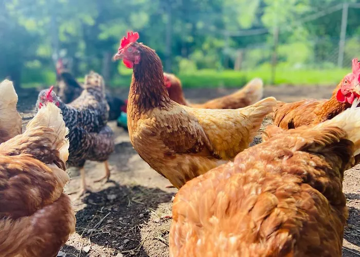 דירה Alte Wildmeisterei - Gartenblick *