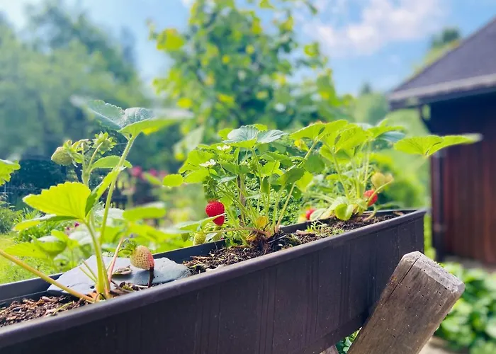 Appartement Alte Wildmeisterei - Gartenblick